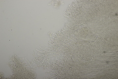 Gloeoporus pannocinctus