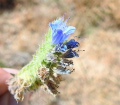 Echium gaditanum