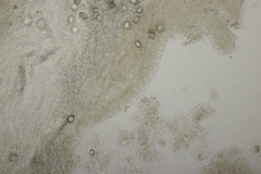 Gloeoporus pannocinctus