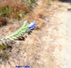 Echium gaditanum