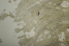 Gloeoporus pannocinctus