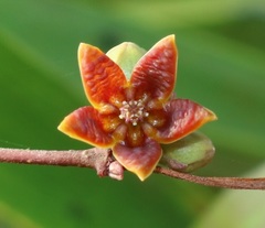 Hemidesmus indicus