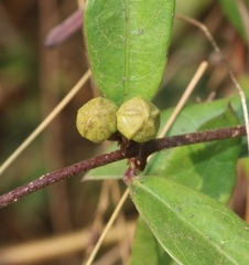 Hemidesmus indicus
