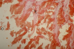 Gloeoporus pannocinctus