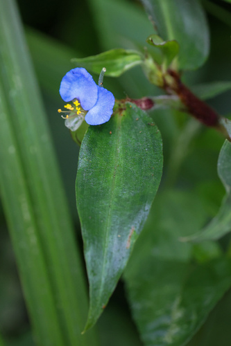 Commelina obliqua, photograph 3