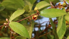 Hemidesmus indicus