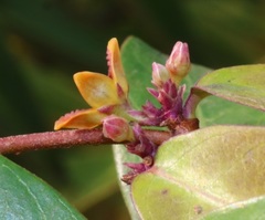 Hemidesmus indicus