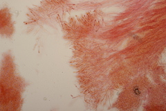 Gloeoporus pannocinctus