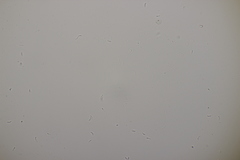 Gloeoporus pannocinctus