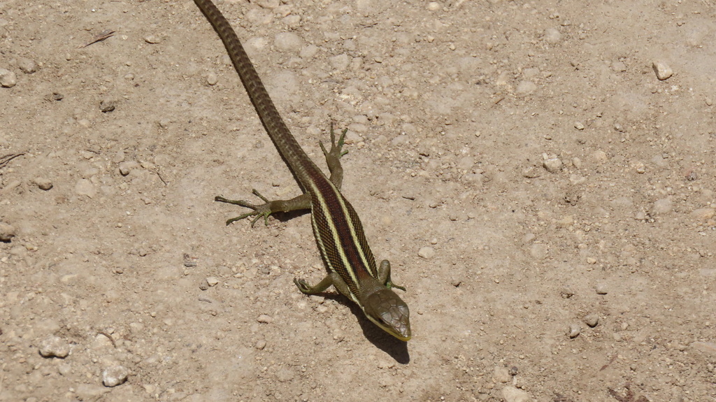 Keelbelly Ground Lizard