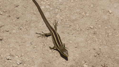 Keelbelly Ground Lizard, Gastropholis vittata