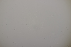 Gloeoporus pannocinctus