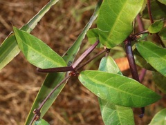 Hemidesmus indicus