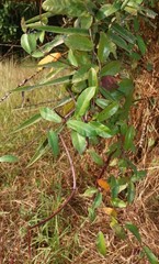 Hemidesmus indicus