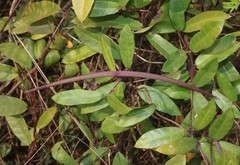 Hemidesmus indicus