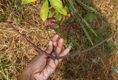 Hemidesmus indicus