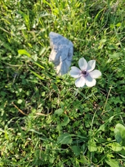 Kronen-Anemone (Anemone coronaria): Herkunft und Verwendung — Foto 2