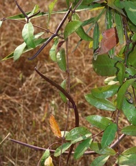 Hemidesmus indicus