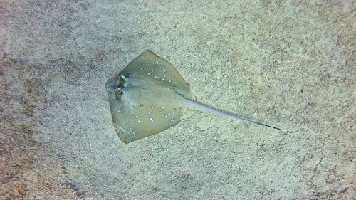 Neotrygon australiae