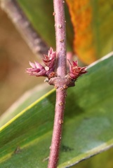 Hemidesmus indicus