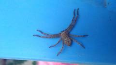 Polybetes rapidus