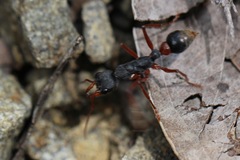 Myrmecia esuriens