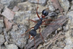 Myrmecia esuriens