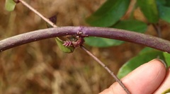 Hemidesmus indicus