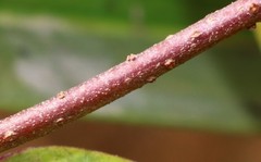 Hemidesmus indicus