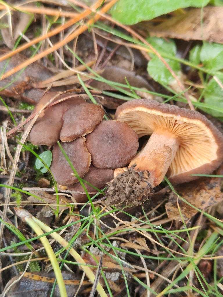 Lactarius serifluus