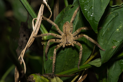Heteropoda pingtungensis