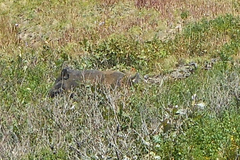 Sus scrofa ussuricus