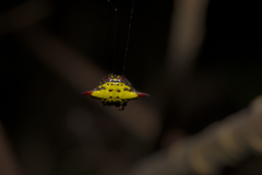 Gasteracantha sauteri