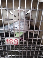 Aves