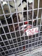 Aves