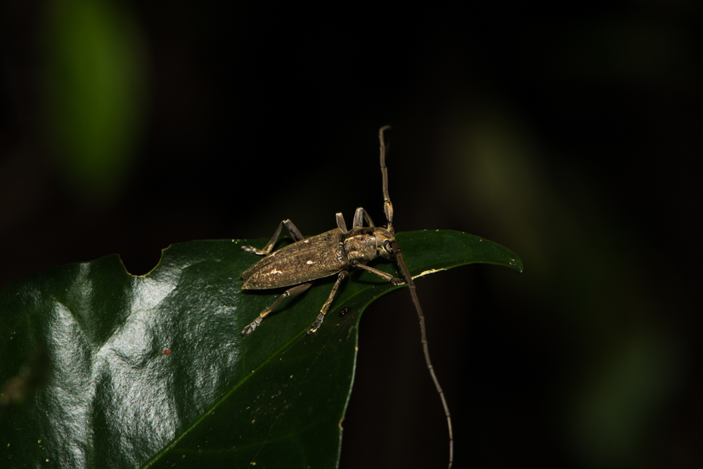 Notomulciber quadrisignatus