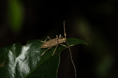 Notomulciber quadrisignatus