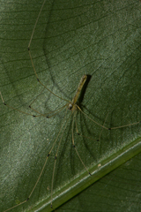 Paiwana chengpoi