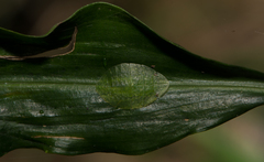 Tituria planata