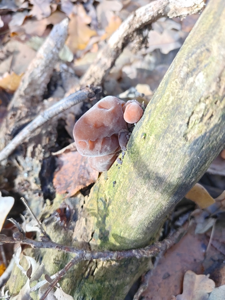 Auricularia auricula-judae · November 2025 · photo: © dandri (iNaturalist, cc0)