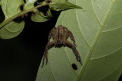 Heteropoda pingtungensis