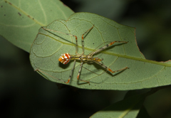 Endochus cingalensis