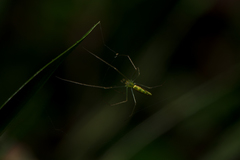Tetragnatha squamata