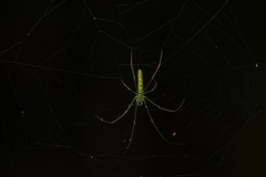 Tetragnatha squamata