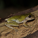 Wang's Tree Frog - Photo (c) CHUNG CHANG-LIN, some rights reserved (CC BY-NC), uploaded by CHUNG CHANG-LIN