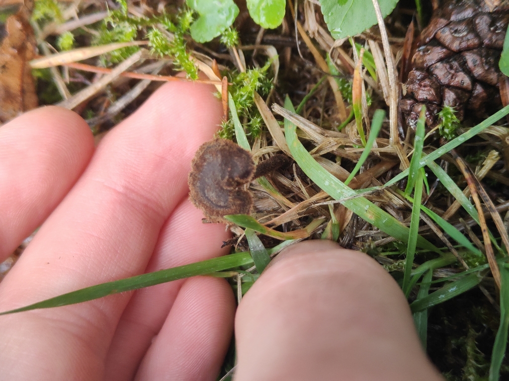 Auriscalpium vulgare · November 2025 · photo: © tomhughes97 (iNaturalist, cc-by)