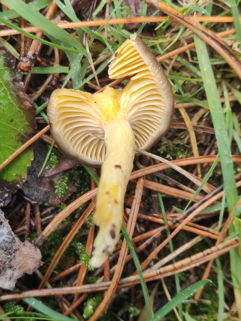 Hygrophorus hypothejus · November 2025 · photo: © tomhughes97 (iNaturalist, cc-by)