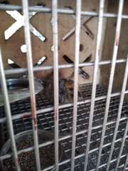 Aves