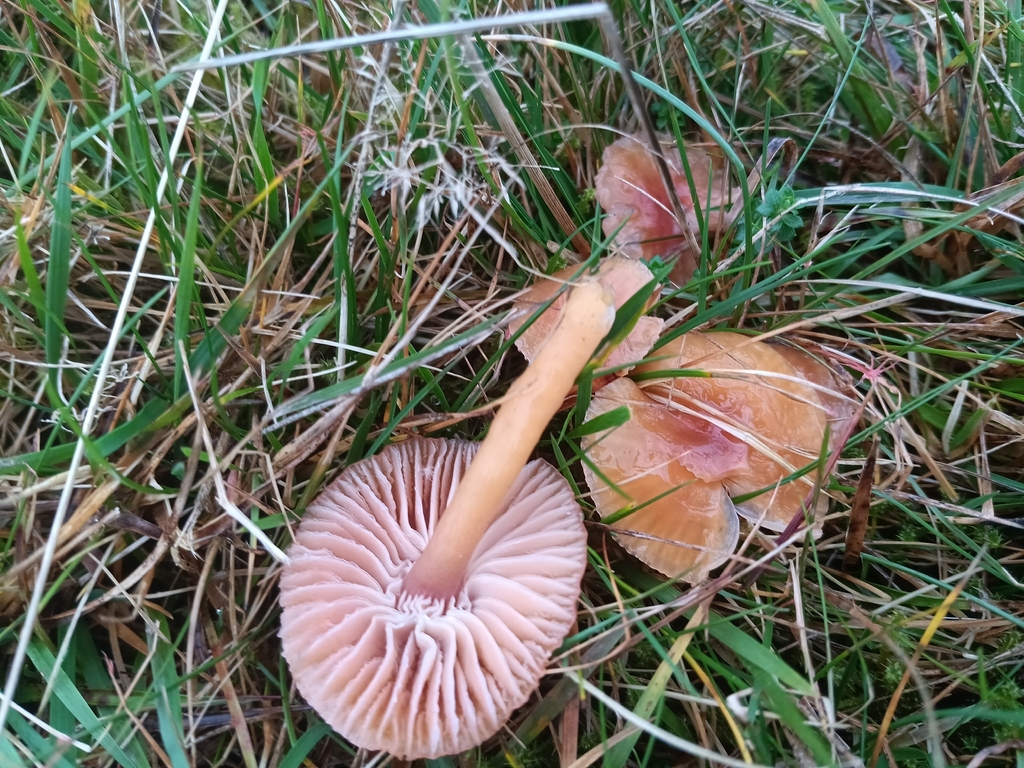 Gliophorus laetus · November 2025 · photo: © considerthelilies (iNaturalist, cc-by)