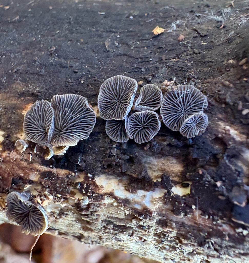 Resupinatus applicatus · November 2025 · photo: © eml23 (iNaturalist, cc-by)